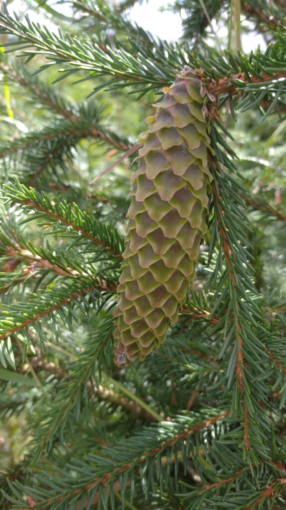 Klimato kaita Lietuvoje ir jos poveikis augalams img 20220807 132251