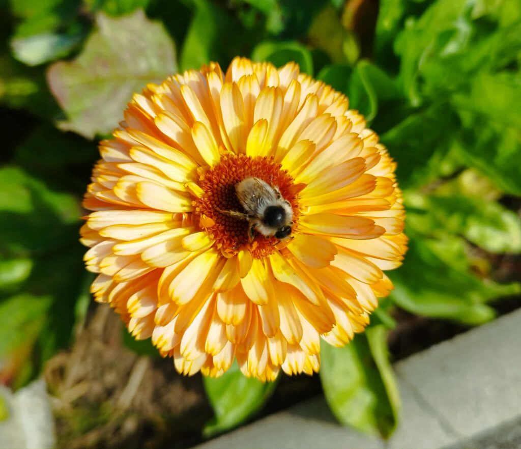 0c45fe25 5efd 4be5 a636 389935682c37