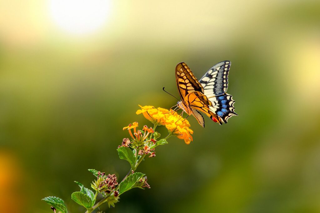 Pesticidai ir naudingieji vabzdžiai old world swallowtail, butterfly, insect, animal, nature, beauty in nature, closeup, fragility, multi colored, butterfly - insect, animal wing, summer, wildlife, macro, close-up