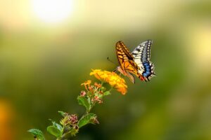 old world swallowtail, butterfly, insect, animal, nature, beauty in nature, closeup, fragility, multi colored, butterfly - insect, animal wing, summer, wildlife, macro, close-up