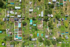Savas daržas - irgi teršia? A top-down view of vibrant allotment gardens in Brighton, showcasing diverse plant growth.